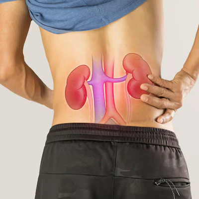 Kidney